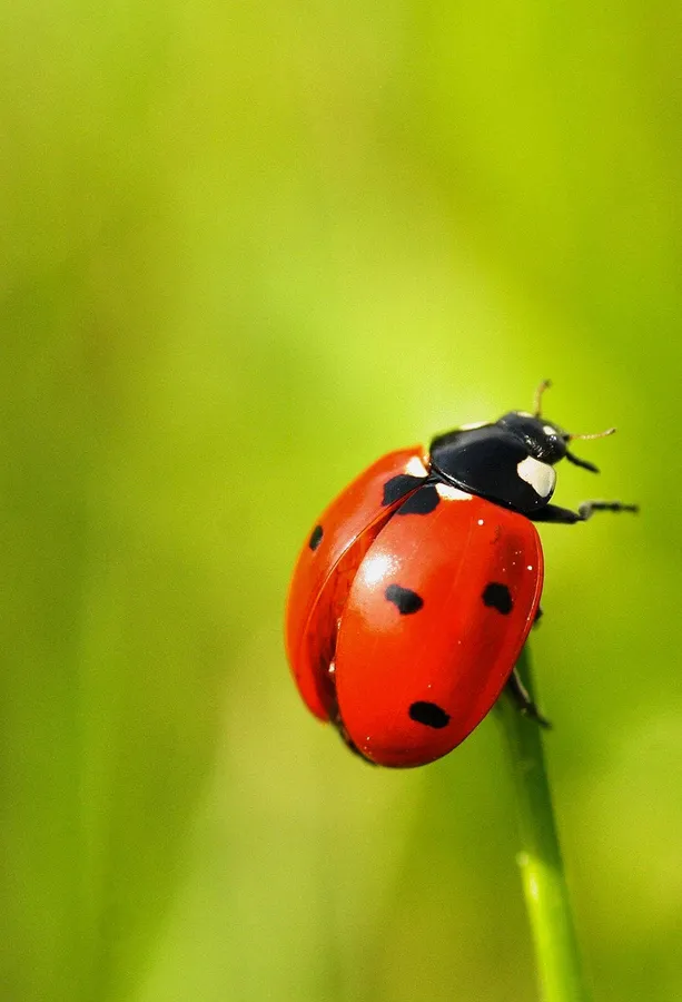 Ladybug Iphone