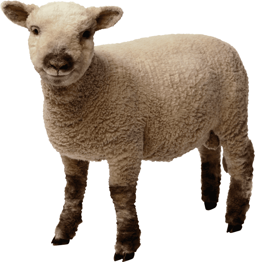 Young Sheep Standing Transparent Background