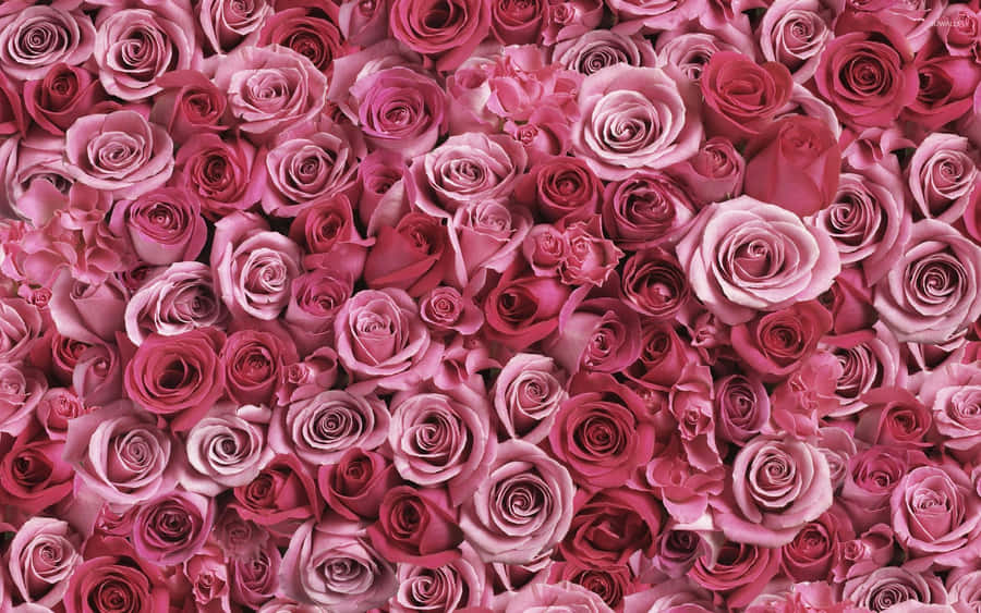 Belezada Natureza - Rosas Vermelhas