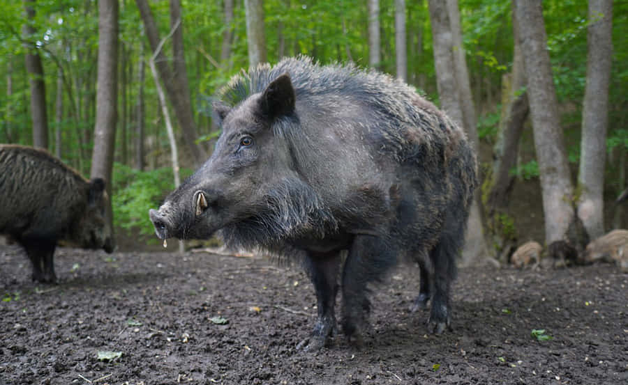 Ennysgerrig vildsvin, der bevæger sig rundt i en tåget skov.