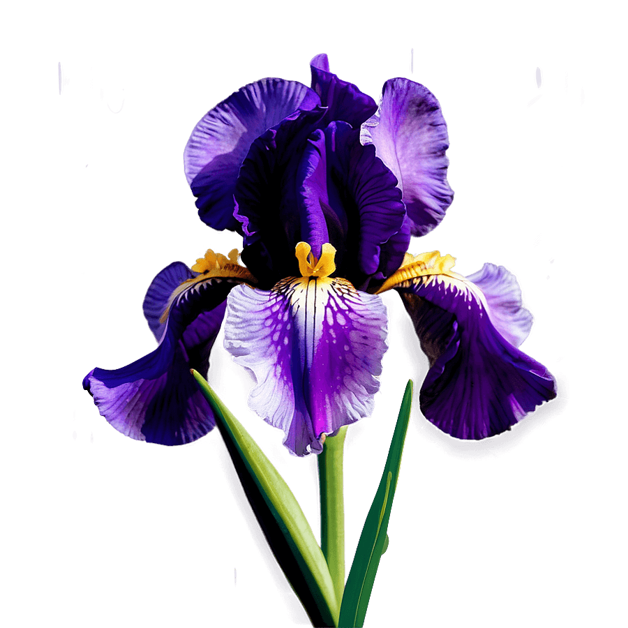 Elegant Iris Blossom Image PNG 62