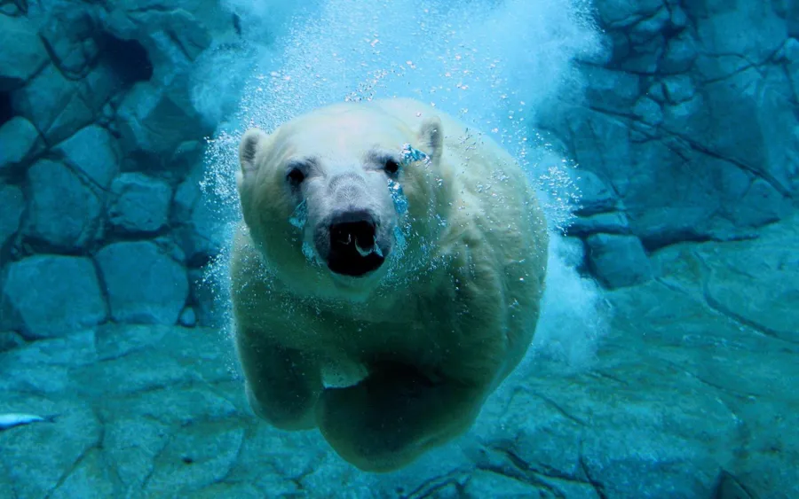 Bear pictures