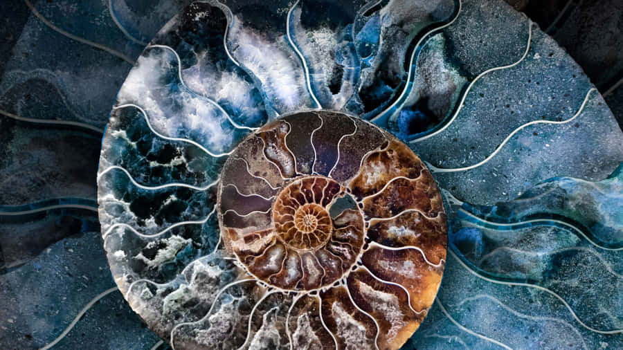 Ammonit Fossil Kunstnerisk Repræsentation