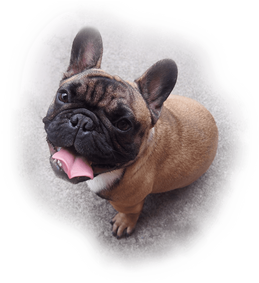 Adorable French Bulldog Puppy Looking Up