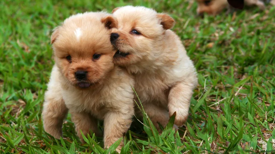 Dogs background