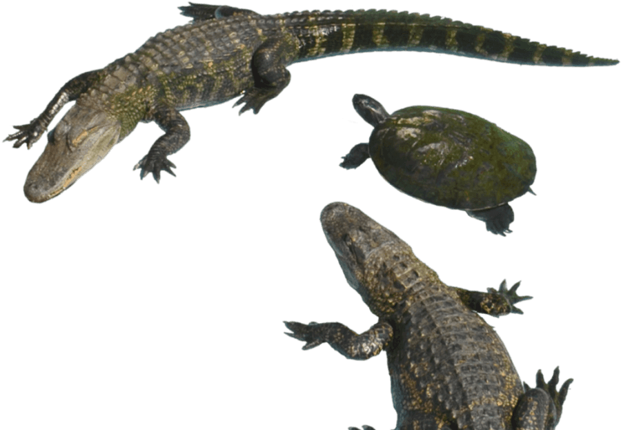 Alligatorsand Turtle Aquatic Reptiles