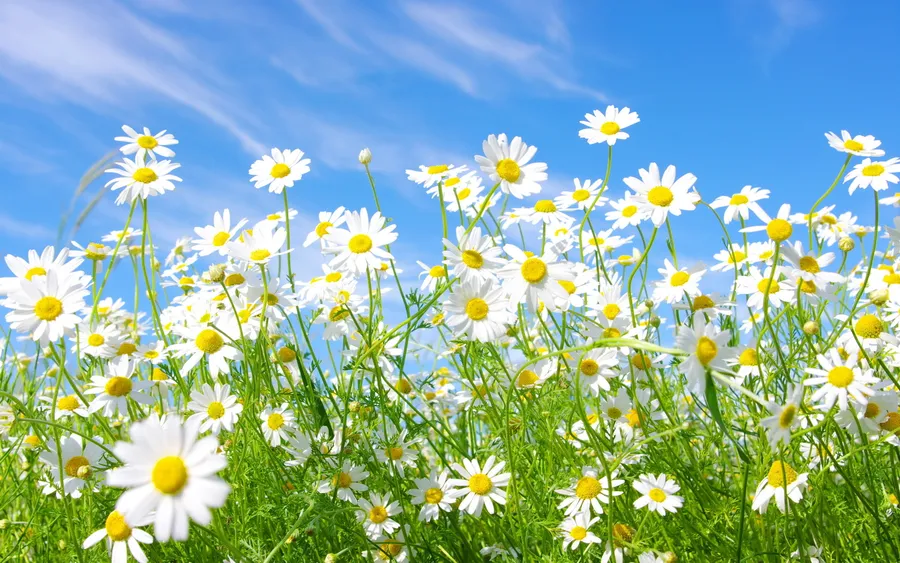 White Daisy Flowerbed wallpaper.