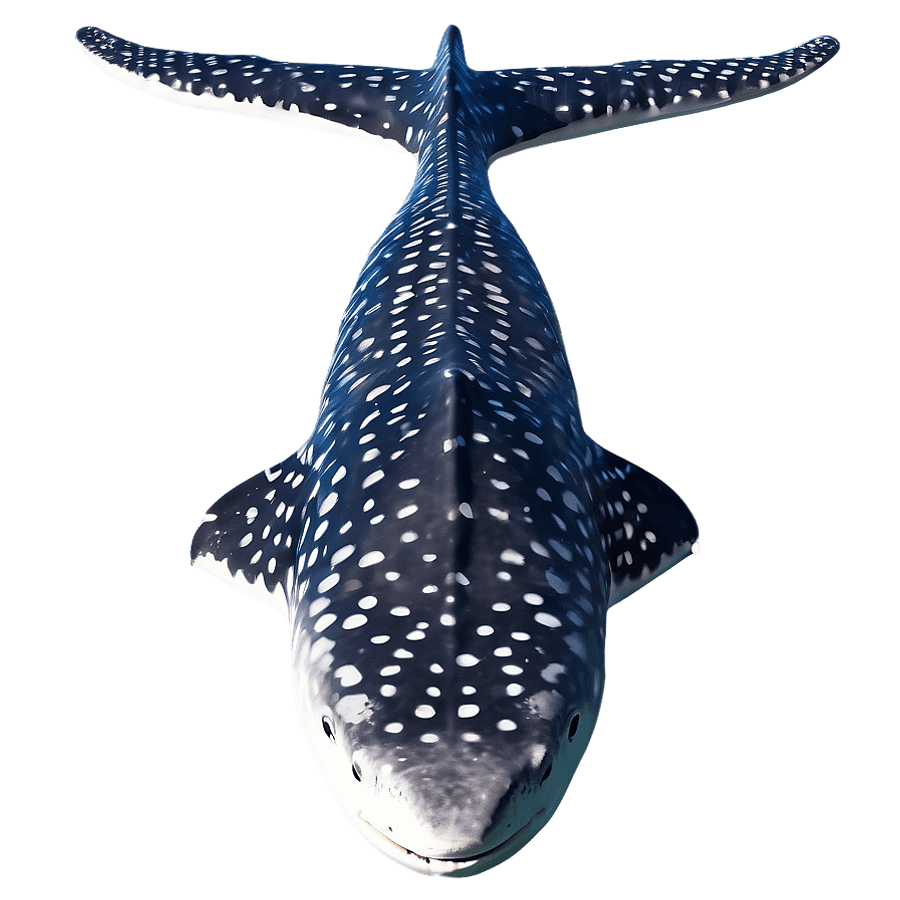 Whale Shark with Fish Friends PNG cxy