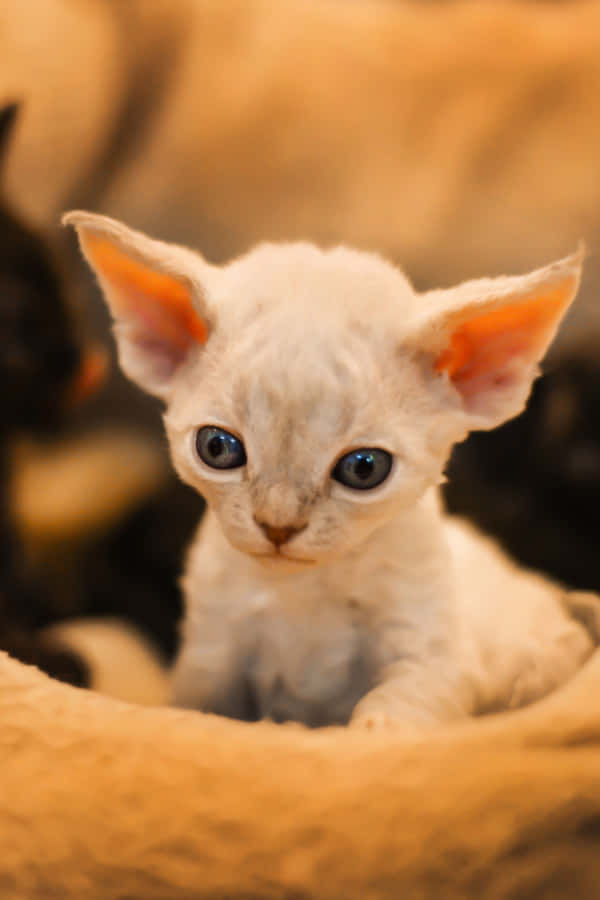 DevonRex 5410 x 8115 tapet