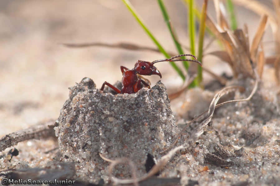 Formiga Colhedora Emergindo do Ninho