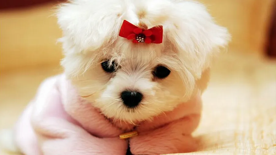 cool dog