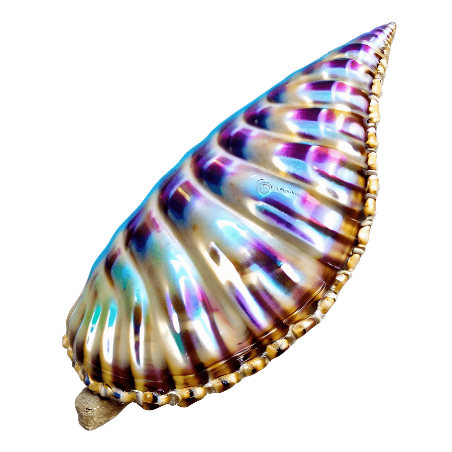 Coastal Treasure Shell PNG aiy