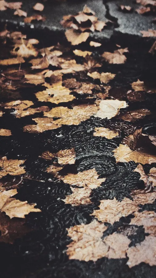 Iphone Rain