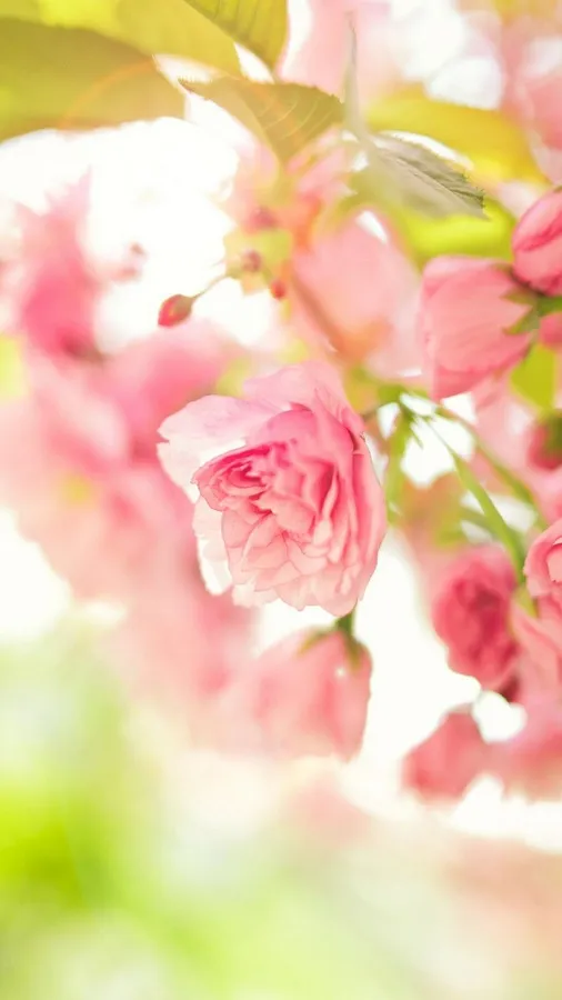 Cute Spring Phone