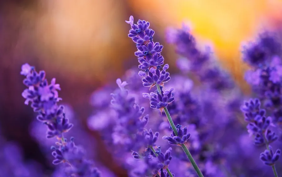 Lavender Background
