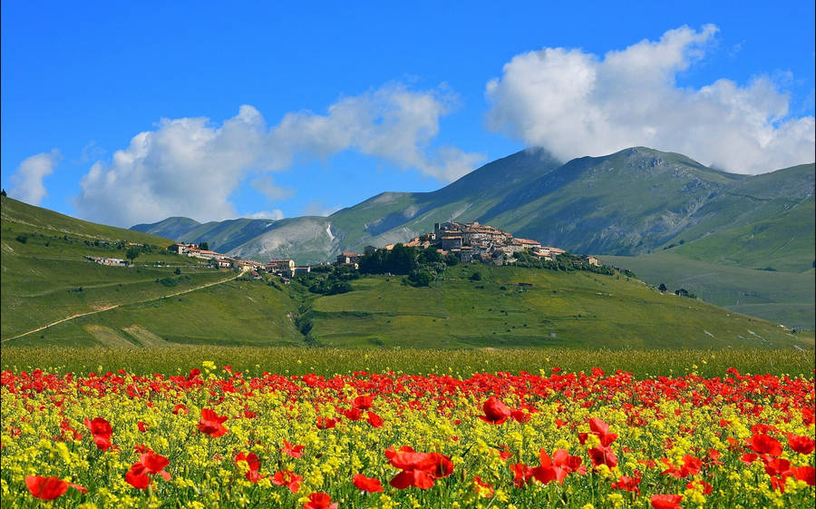 "CastelluccioPoppy Field" på svenska skulle vara "Kullar med vallmo blommor i Castelluccio". Detta skulle kunna vara en beskrivning av en vacker naturbild som kan användas som bakgrundsbild på en dator eller mobil.