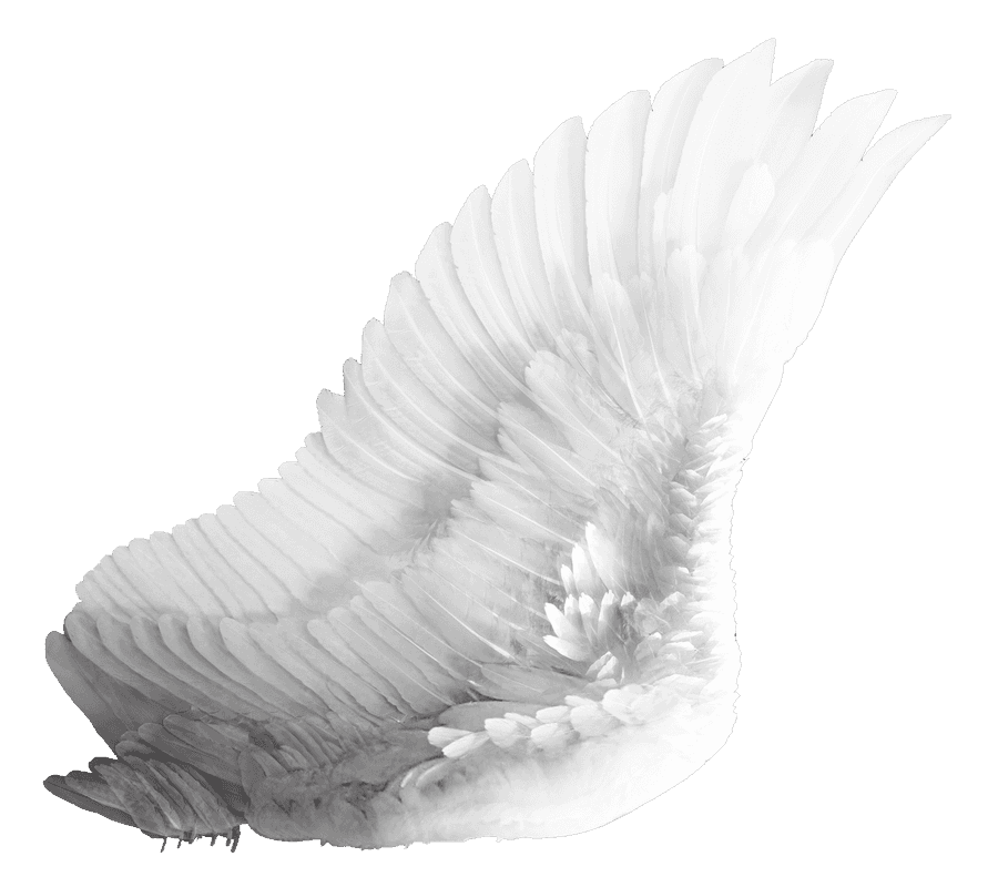 Elegant White Bird Wing