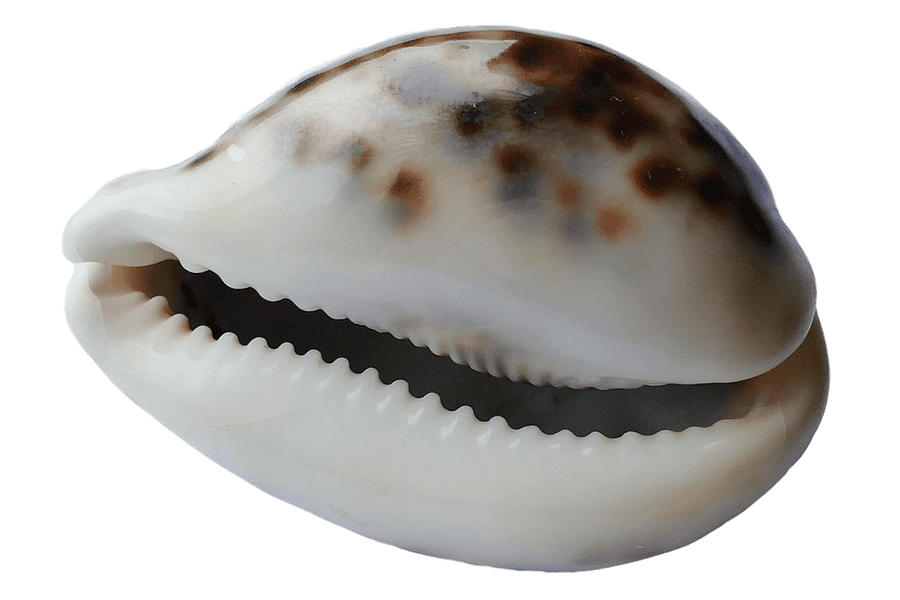 Cowrie Shell Close Up