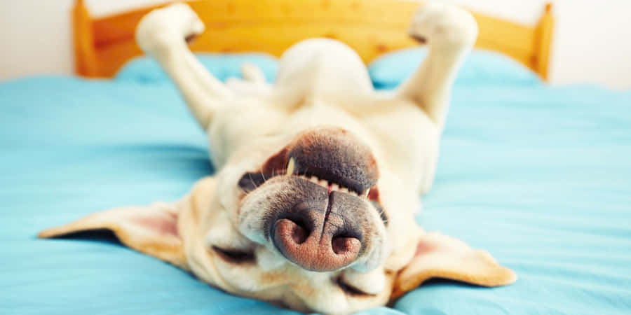 EinHund, der auf einem Bett liegt und den Kopf hoch hält.