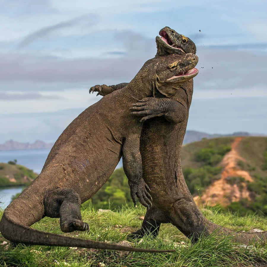 Dança de Domínio dos Dragões de Komodo