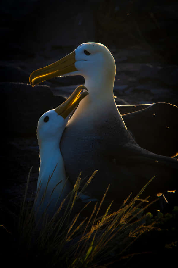 Silhueta de Casal de Albatrozes ao Pôr do Sol