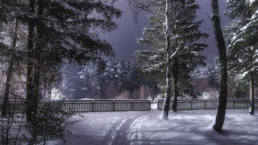 Ukraine forest path wallpaper