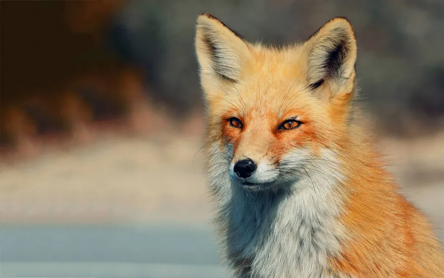 Fox pictures