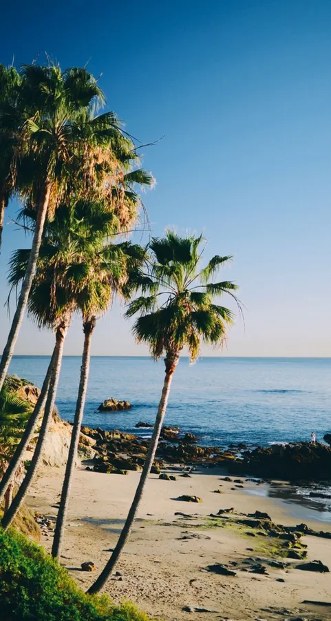 Palm Tree Beach