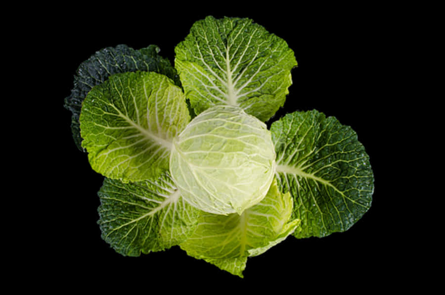Fresh Kale Black Background