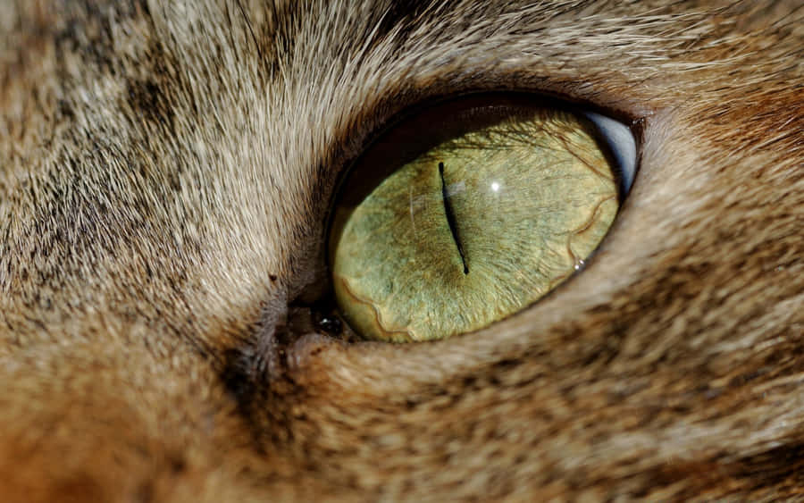 "Olhosde gato brilham no escuro"