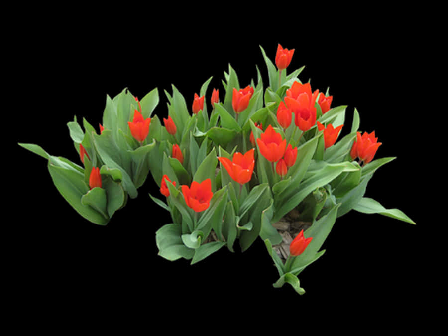 Vibrant_ Red_ Tulips_ Black_ Background