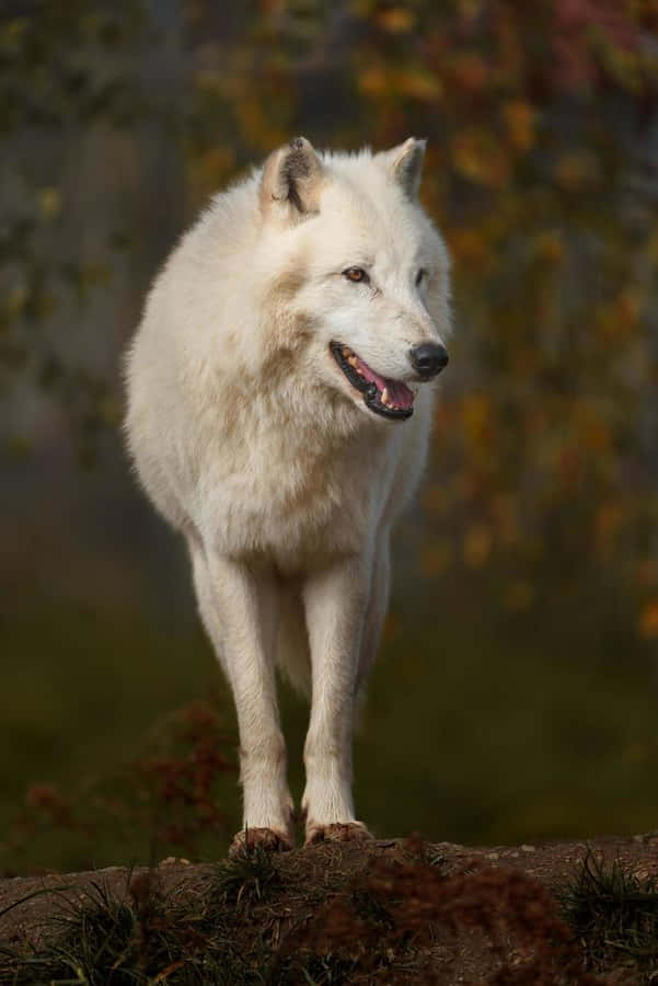 Vargi hösten 654 x 980 tapet