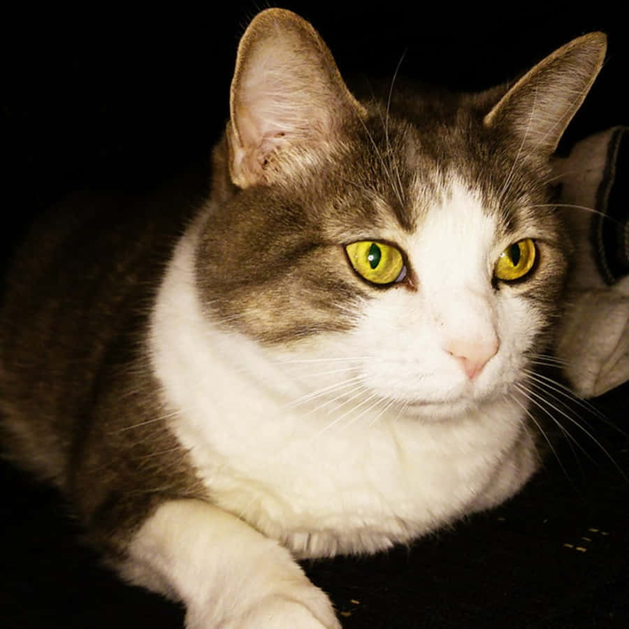 ManxKatze 1000 x 1000 Hintergrundbild