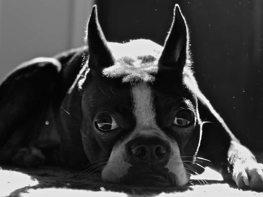 Imagemde Boston Terrier com orelhas caídas.
