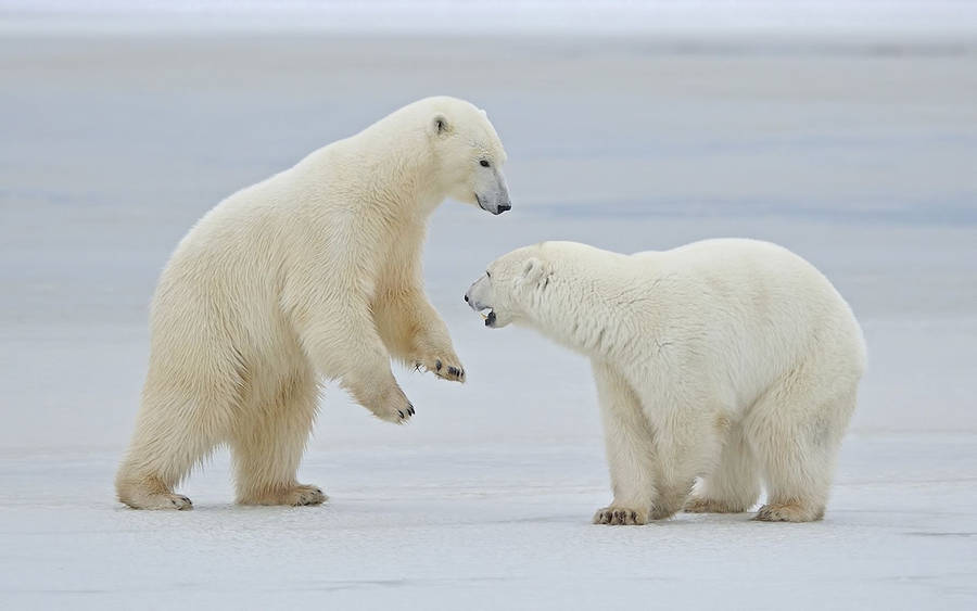 Preview wallpaper polar bears, snow, steam, walk