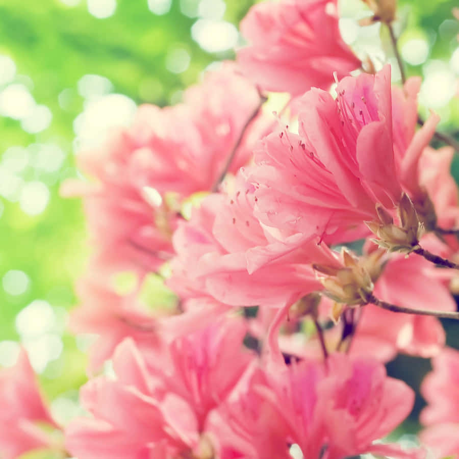 Desfruteda beleza tranquila da natureza na primavera