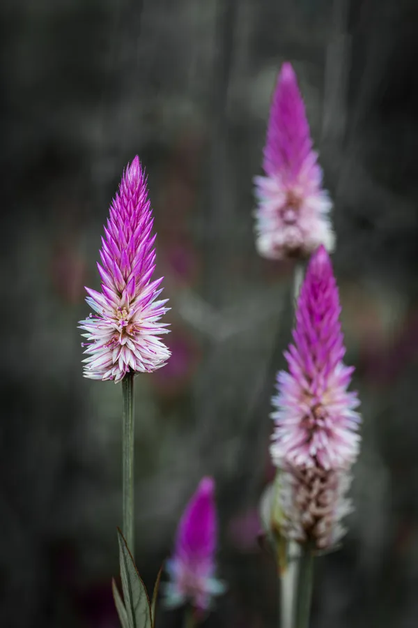Cockscomb Flower Android 