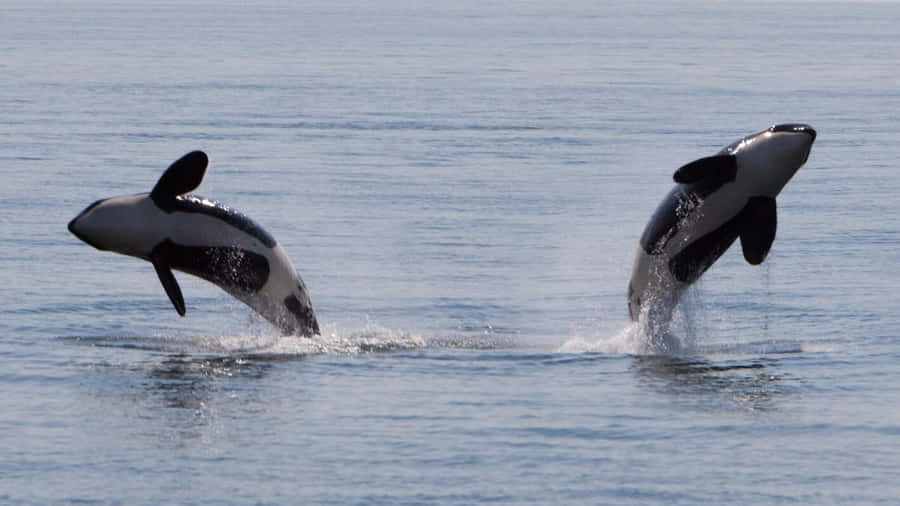 Springende Orca-Paar Ozean-Display