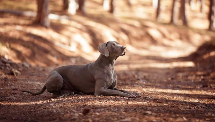 Filhotede Weimaraner brincalhão jogando cabo de guerra