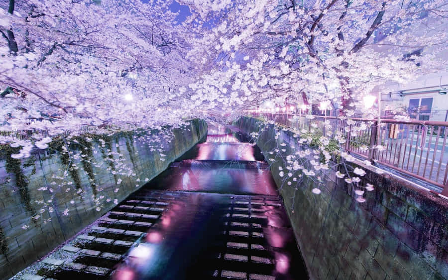 Scena Notturna del Canale dei Fiori di Ciliegio