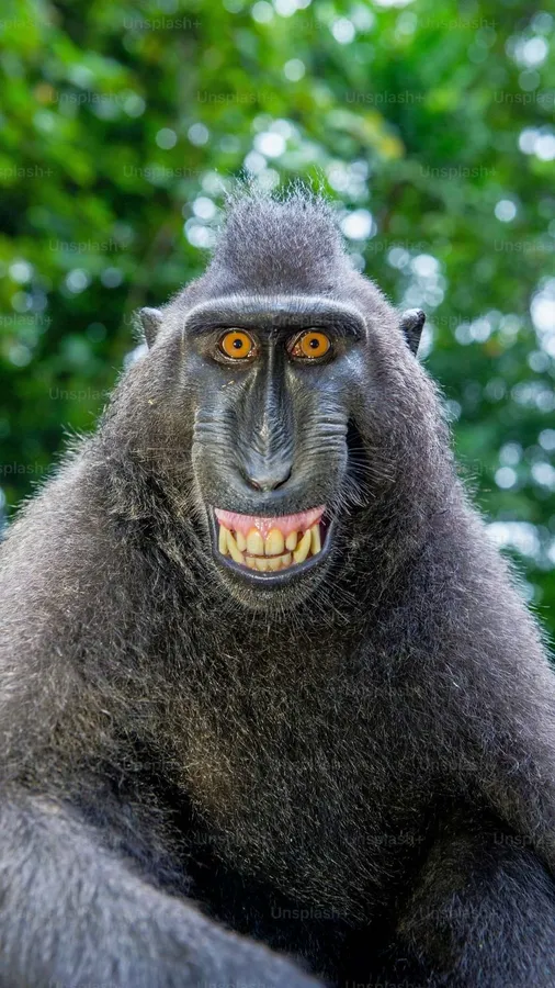 Funny Monkey Smile Meme
