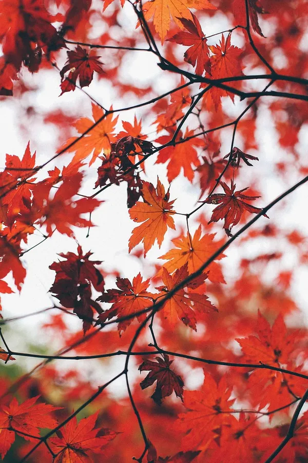 Vintage Fall