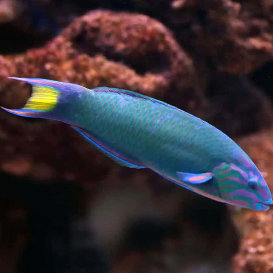 Pesce wrasse vibrante che nuota nell'acquario