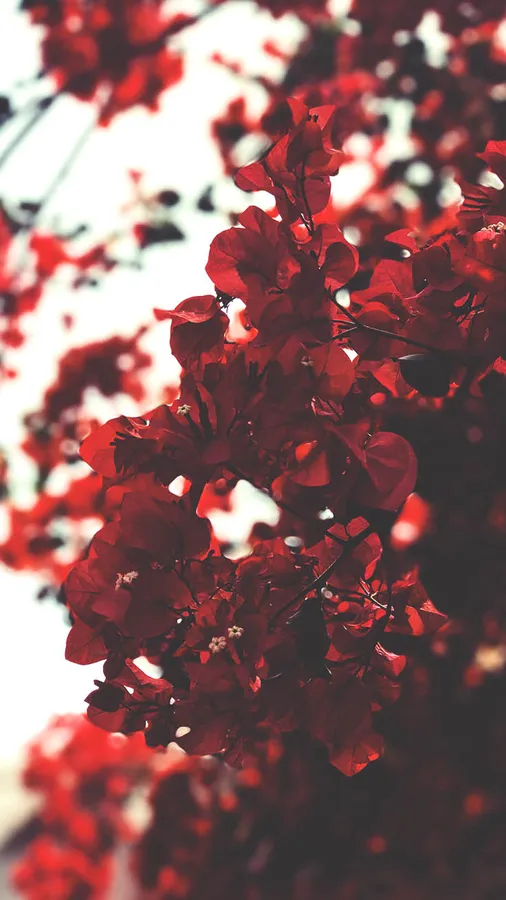 Pure Red Leaves On Trees