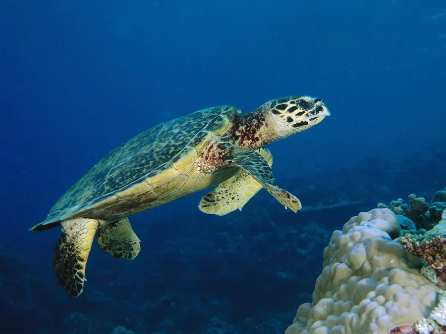 Turtle pictures