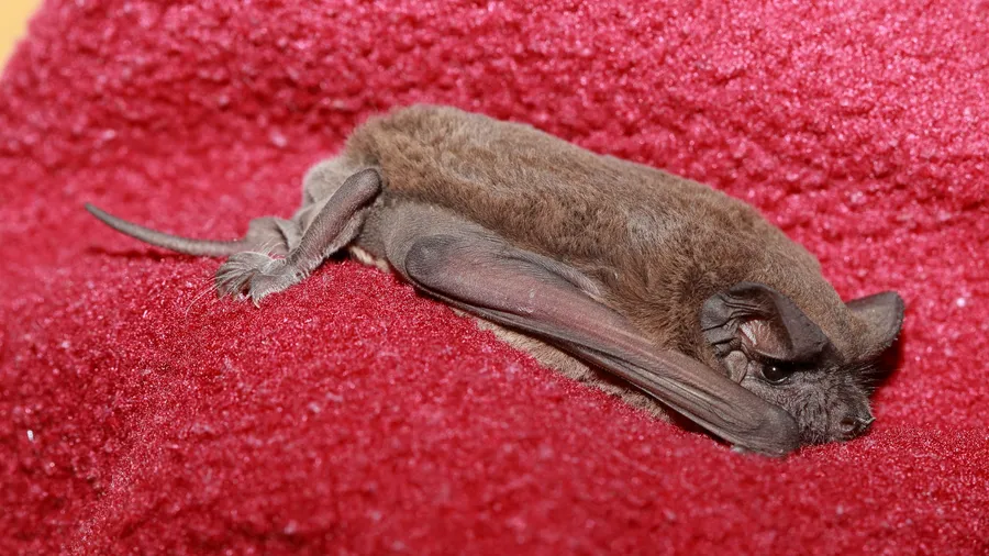 Cute Bat Pictures