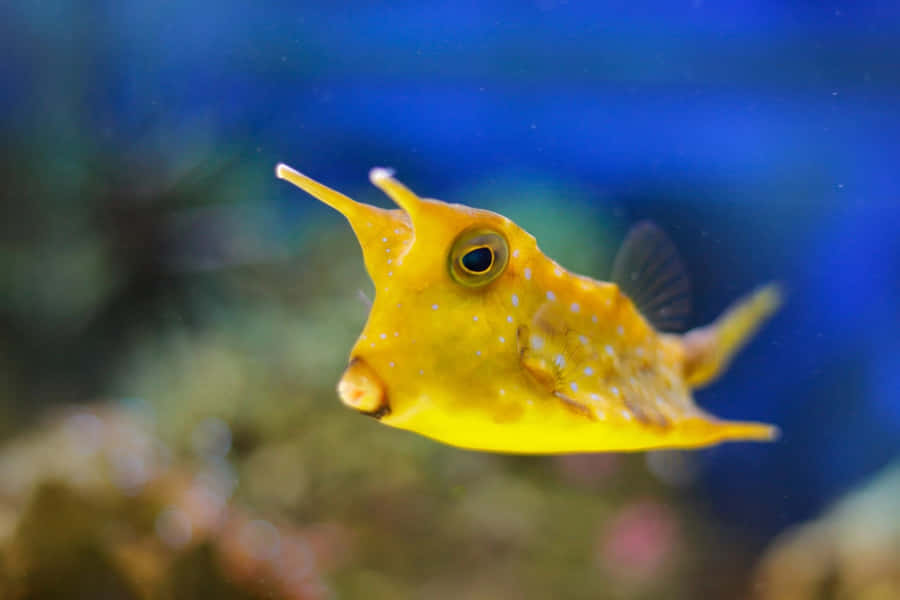 Pesce Bue Giallo Sott'acqua
