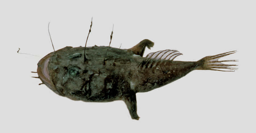 Goosefish Lophius Piscatorius