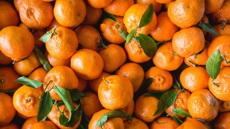 Bumpy Sumo Satsuma