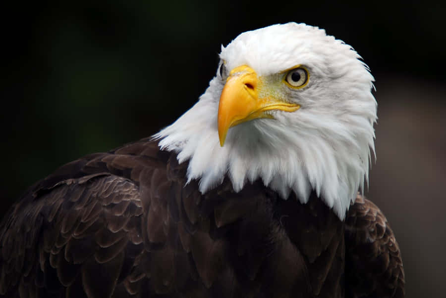 "Se smuk og stilfuld ud med American Eagle"